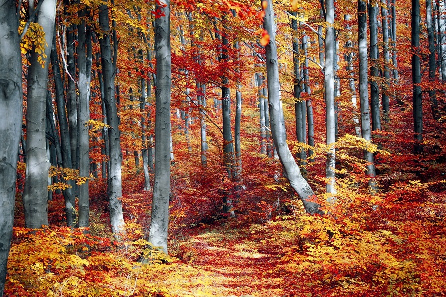 Herbstsocken aus Alpakawolle – Zeit für Abenteuer in der Natur